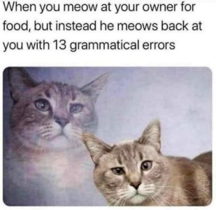 2 photos of the same cat, with a quizzical, raised-eyebrow look on his face. Caption: When you meow at your owner for food, but instead he meows back at you with 13 grammatical errors.