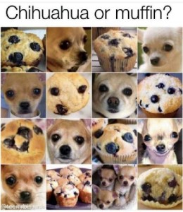 A grid of 16 photos of blueberry muffins and chihuahua faces with the same coloring. Caption: Chihuahua or muffin?