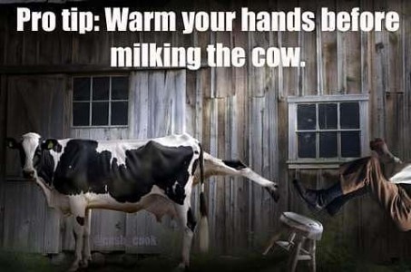 A picture of a cow kicking a man off of a milking stool. Caption: Pro tip - Warm your hands before milking the cow