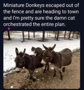 photo a 2 little donkeys on a road, with a cat on the back of one of them. Caption: Miniature donkeys escaped out of the fence and are heading to town and I'm pretty sure the damn cat orchestrated the entire plan