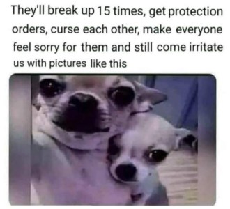 Black & white photo of 2 chihuahuas, the smaller one huddled at the bigger one's side. Caption. They'll break up 15 times, get protection orders, curse each other, make everyone feel sorry for them, and still come irritate us with pictures like this.