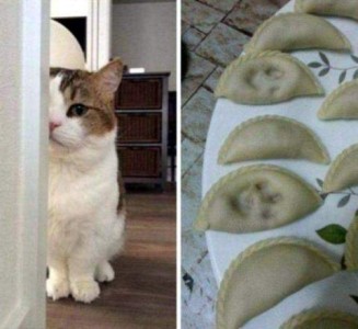 2 photos, on the left is a white and gray cat, peeking out from behind a wall. On the right is a plate of fancy pastries of some kind; several of them have cat prints in the top.