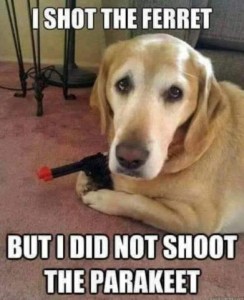 Photo of a yellow lab holding a toy gun and looking at the camera. Caption: I shot the ferret but I did not shoot the parakeet.