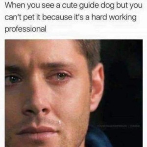 Close up of a man's face, a tear running down from his eye. Caption: When you see a cute guide dog but you can't pet it because it's a hard working professional.