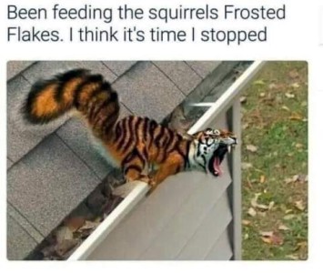 Photo of a squirrel colored with tiger stripes, has a tiger head, its mouth open in a roar. It is sitting on a gutter at the edge of a roof. Caption: Been feeding the squirrels Frosted Flakes. I think it's time I stopped.