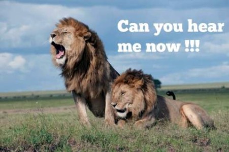 Two male adult lions on a plain. One is laying down, the other is sitting next to him with his mouth wide open. Caption: Can you hear me now!!!