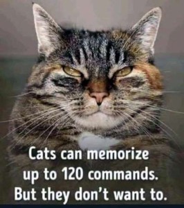 Face shot of a gray tabby cat. Caption: Cats can memorize up to 120 commands. But they don't want to.