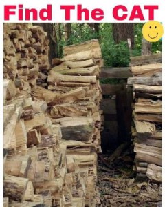 Piles of firewod. Caption: Find the cat.