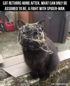 A black cat sitting on a step, his face covered with cobwebs. Caption: Cat returns home after, what can only be assumed to be, a fight with Spider-Man.