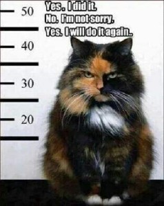 A fluffy cat, as if being photographed in a mug shot, glaring at the camera. Caption: Yes, I did it. No, I'm not sorry. Yes, I will do it again.