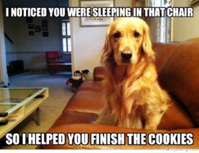 A golden retriever sitting on a davenport looking at the camera. Caption: I noticed you were sleeping in that chair. So I helped you finish the cookies.