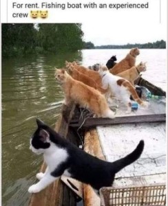 A big boat with cats around the sides, looking out on the water. Caption - For rent: fishing boat with an experienced crew.