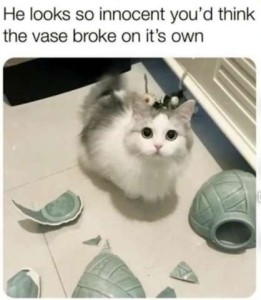 A little fluffy white and gray kitten on the floor, looked directly at the camera, is surrounded by pieces of a vase. Caption: He looks so innocent you'd think the vase broke on its own.