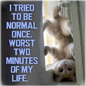 An upside-down kitten, on his head, against a window frame. Caption: I tried to be normal once. Worst two minutes of my life.