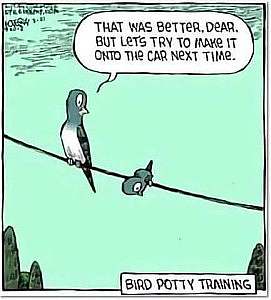 Cartoon of 2 birds sitting on a wire. Larger bird is talking to the smaller bird, who is looking down below him. "That was better, dear, but let's try to make it onto the car next time." Titled Bird Potty Training.