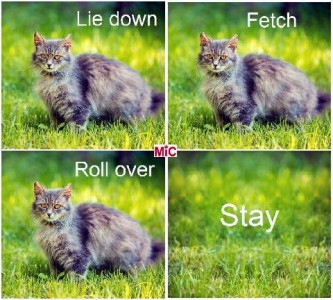 4 frames. first frame shows a fluffy cat sitting outside; caption: lie down. second frame same cat, same position; caption: Fetch. Third frame same cat, same position; Caption: Roll over. 4 frame shows just the grass; caption: Stay