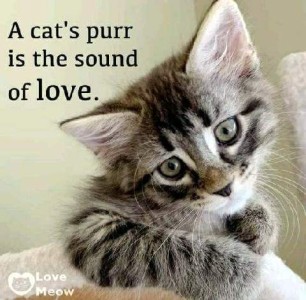 A closeup of a sweet little gray tabby kitten, head tilted slightly. Caption: A cat's purr is the sound of love.