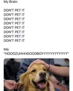 Photo. Head shot of a happy golden retriever, hand from outside the frame petting him. Caption: My brain - DON'T PET IT - DON'T PET IT - DON'T PET IT - DON'T PET IT... Me - "HOOOZUHHHGOODBOYYYYYYYY"