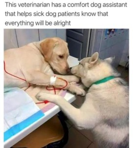 Photo. A yellow lab laying on an exam table with an IV in its front leg. A husky has his front feet on the table and the dogs are touching noses. Caption: This veterinarian has a comfort dog assistant that helps sick dog patients know that everything will be alright.