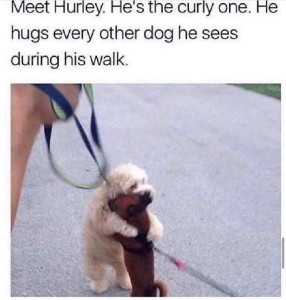 Photo of a small shaggy dog on a leash, hugging a tiny dog on the sidewalk. Caption: Meet Hurley. He's the curly one. He hugs every other dog he sees during his walk.