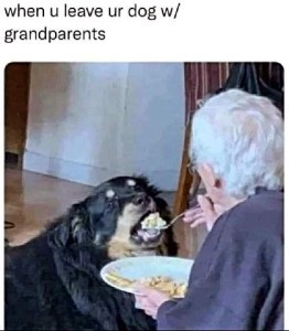 A photo of an elderly lady feeding a black and tan dog from a plate of food, with a fork. Caption: When you leave your dog with grandparents