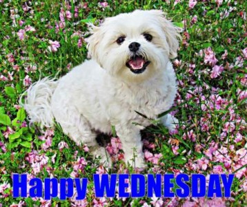 Photo. Fluffy little white dog sitting among greens and lavender flowers, looking up at the camera. Caption: Happy Wednesday.