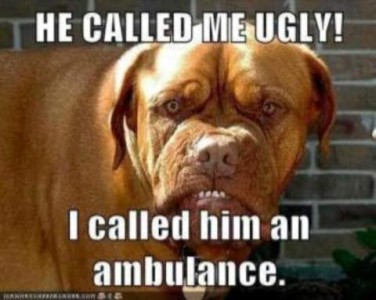 Photo. A closeup of a Dogue de Bordeaux, with his huge head, wrinkled skin, short muzzle, and bottom teeth showing. Caption: He called me ugly! I called him an ambulance.