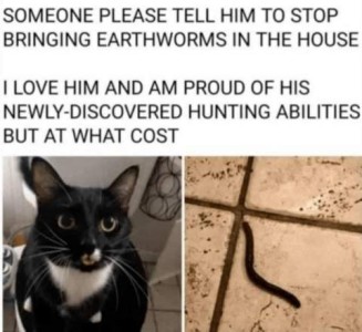 2 photos: a black and white cat looking at the camera in one; a worm on a tile floor in the other. Caption: Someone please tell him to stop bringing earthworms in the house. I love him and am proud of his newly-discovered hunting abilities, but at what cost
