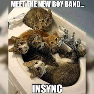 5 kittens laying in a bathroom sink. Caption: Meet the new boy band...In sync