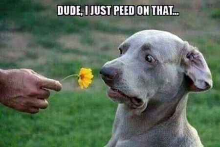 A silver dog shrinking back from a flower that a hand is holding for him to sniff, with a look of horror. Caption: Dude, I just peed on that...