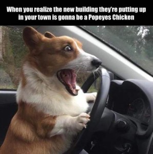 Brown and white corgi, front paws on the steering wheel in a car as if driving, eyes and mouth wide open, ears up and back, looking very excited. Caption: When you realize the new building they're putting up in your town is gonna be a Popeyes Chicken.