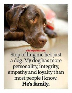 A chocolate lab type of dog laying down looking up with his eyes so the whites are showing along the bottom . Caption: Stop telling me he's just a dog. My dog has more personality, integrity, empathy, and loyalty than most people I know. He's family.