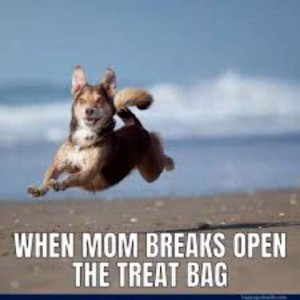 Photo of a dog with ears perked up, eyes wide, mouth open in a smile, in the air with all four feet off the ground as he is bounding across the beach with the ocean in the background. Caption: When mom breaks open the treat bag