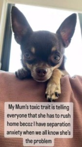 Photo. Close up of a tiny chihuahua face, looking over the back of some furniture directly into the camera. Caption: My Mum's toxic trait is telling everyone that she has to rush home becoz I have separation anxiety when we all know she's the problem.