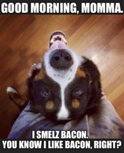 Photo. Tri-colored dog sitting on the floor at a woman's feet, his back against her legs, looking upward at her face (and the camera). Caption: Good morning, Momma. I smelz bacon. You know I like bacon, right?