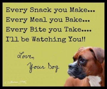A closeup of a boxer's face, with the words "Every Snack you Make...Every Meal you Bake...Every Bite you Take...I'll be Watching You!! Love, Your Dog