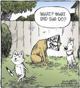 Cartoon. 2 dogs talking, one wearing an e-collar, the other laughing; one is asking the other, "What? What did she do?" as cat holding a marker. On the side of the e-collar is a silly drawn-on face.