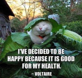 A white cat sitting on a huge cabbage, with one of the leaves over his head; eyes are closed, but he looks like he's smiling. Caption is a Voltaire quote: I've decided to be happy because it is good for my health.