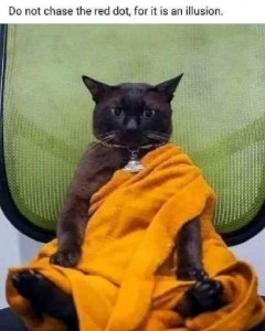 A black cat sitting up and leaning back, with a yellow wrap as if he is some sort of wise seer. Caption: Do not chase the red dot, for it is an illusion.