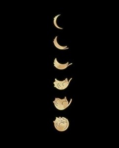 Black background; phases of the moon drawn as cats in moon positions, from very skinny sliver, stretched out more and more until the last one is a cat curled up into a ball.