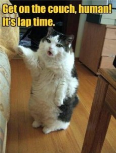 A white and black cat sitting up on his hind legs, right paw pointing to his right. Caption: Get on the couch, human! It's lap time.