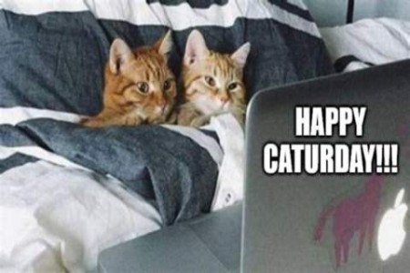 photo of 2 cats laying in a bed, heads on the pillow, right next to each other, watching something on a laptop screen. Caption: HAPPY CATURDAY!!!