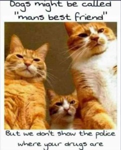 3 cats looking down at the camera. Caption - Dogs might be called "man's best friend" but we don't show the police where your drugs are.