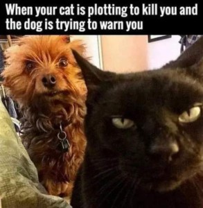 Photo. Black cat, eyes slitted, in the foreground. Wide-eyed little terrier looking over the cat's shoulder from behind. Caption: When your cat is plotting to kill you and the dog is trying to warn you.