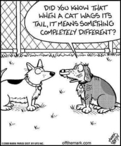 cartoon of 2 dogs talking, one has bandages over his nose and is telling the other, "Did you know that when a cat wags its tail, it means something completely different?"