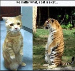 Left frame shows a little yellow cat sitting upright on his back legs, front paws in front of his belly. 2nd frame shows a tiger in the same position. Caption: No matter what, a cat is a cat...