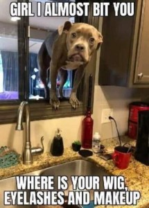 Photo. Sweet brown pit bull looking in a window over a kitchen sink, balanced on the windowsill, looking directly into the camera. Caption: Girl I almost bit you! Where is your wig, eyelashes, and makeup?