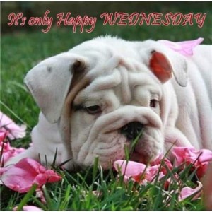 White bulldog puppy laying in the grass, pink rose blossoms around her. Caption: It's only Happy Wednesday.