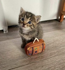 A tiny gray striped kitten sitting on the floor looking up toward the camera, a tiny little suitcase by its side.