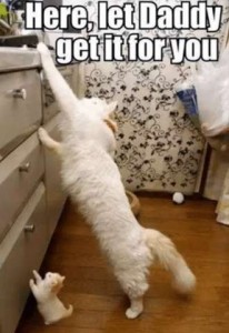Photo of a big fluffy white cat, stretched to reach the top of a dresser, as a very tiny kitten in the same pose beneath him. Caption: Here, let Daddy get it for you.